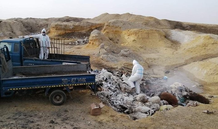 Аймаг дундын отрын бүс нутгуудад малын сэг зэм, ариутгал халдваргүйтгэлийн ажлыг зохион байгуулав