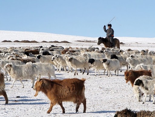 Хэнтий аймгийн "Хэрлэнбаян-Улаан" отрын бүс нутгийн өвөлжилтийн байдал.