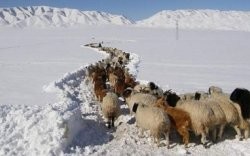 Нийт нутгийн 60 хувь нь зудын их эрсдэлтэй гэсэн дүгнэлт гарчээ