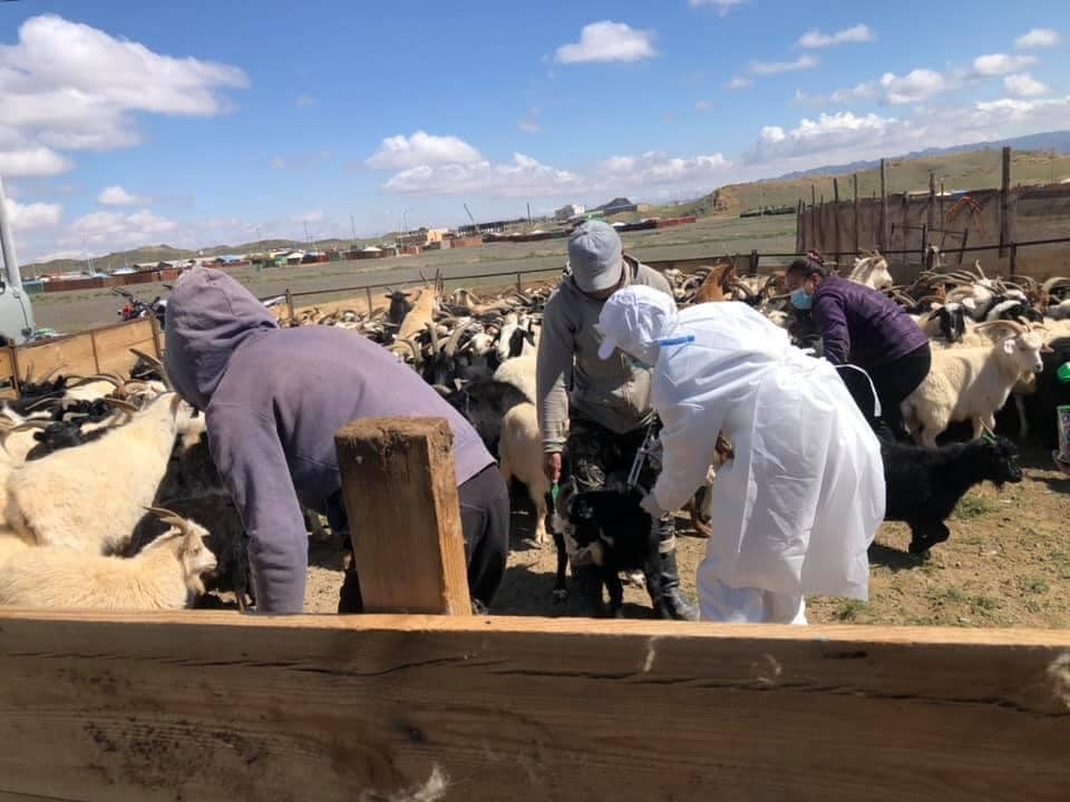 МАЛЫН ХАЛДВАРТ ӨВЧНӨӨС УРЬДЧИЛАН СЭРГИЙЛЭХ ШИЛЖИЛТ ХӨДӨЛГӨӨН, ОТОР НҮҮДЭЛ ХИЙХГҮЙ БАЙХЫГ АНХААРУУЛЖ БАЙНА