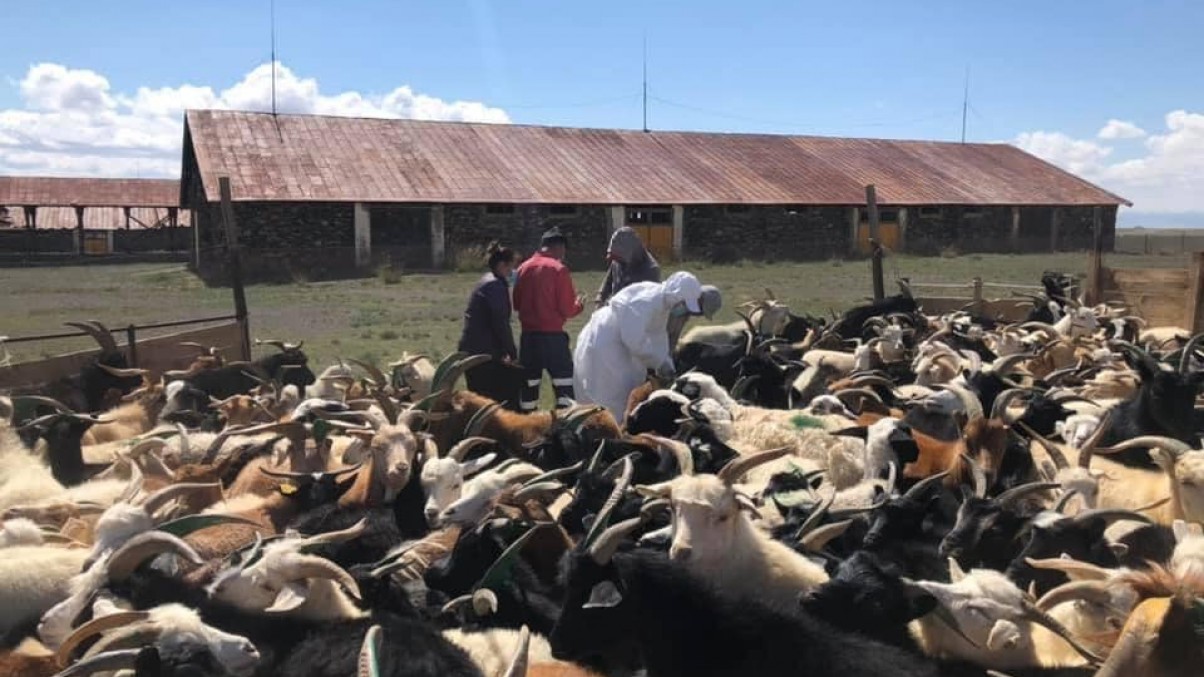 Бог малын мялзан өвчнөөс урьдчилан сэргийлье‼️‼️‼️