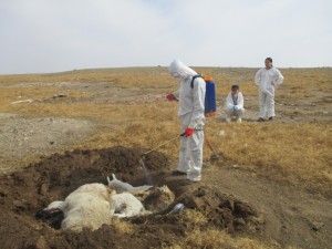 Аймаг дундын отрын бүс нутгуудад Малын сэг зэм, ариутгал халдваргүйтгэлийн ажлыг зохион байгуулж дууслаа.
