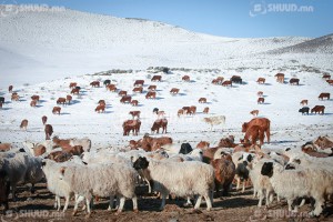 ОТРЫН 9 БҮСЭД ӨВӨЛЖИХ МАЛЧИД ТУСГАЙ ЗӨВШӨӨРӨЛ АВНА